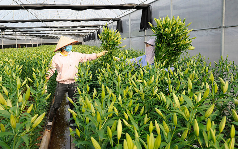 Thu hoạch hoa ly tại trang trại hoa Địa Mỹ (huyện Tiên Du, Bắc Ninh). Ảnh: THANH TRÚC Chủ động đầu ra cho hoa, cây cảnh Tết -0