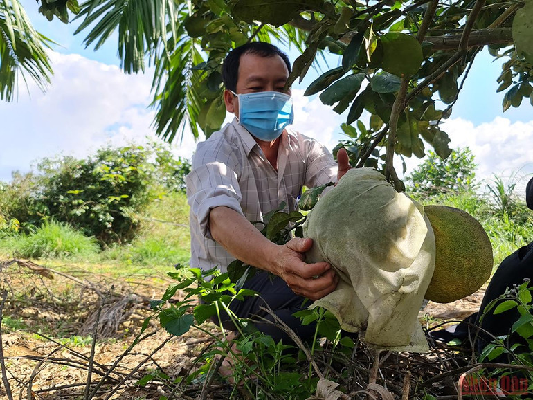Quảng Ngãi nỗ lực phục hồi vùng chuyên canh trái cây miền trung du -0