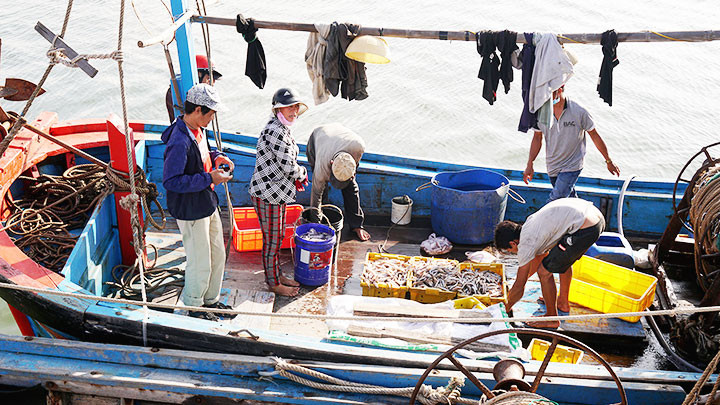 Nhộn nhịp cảng cá Đông Tác -0