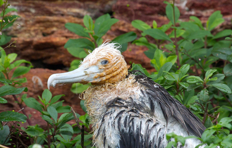 Ám ảnh về virus, zombie trong cuộc thi ảnh sinh thái quốc tế -0