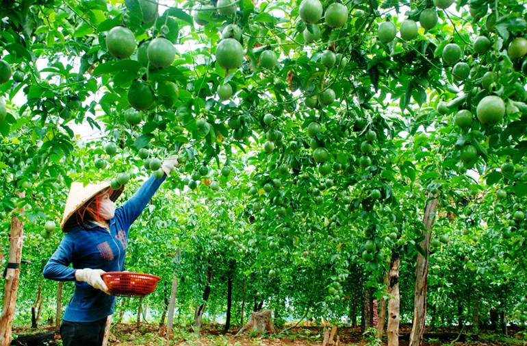 Khuyến khích người dân phát triển kinh tế theo hướng công nghệ cao, tạo ra chuỗi giá trị liên kết trong sản xuất. Phấn đấu đến năm 2025 huyện Đắk Glong sẽ “thoát nghèo” -0