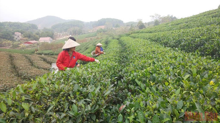 Bài 3: Hồi sinh một vùng chè huyền thoại -0