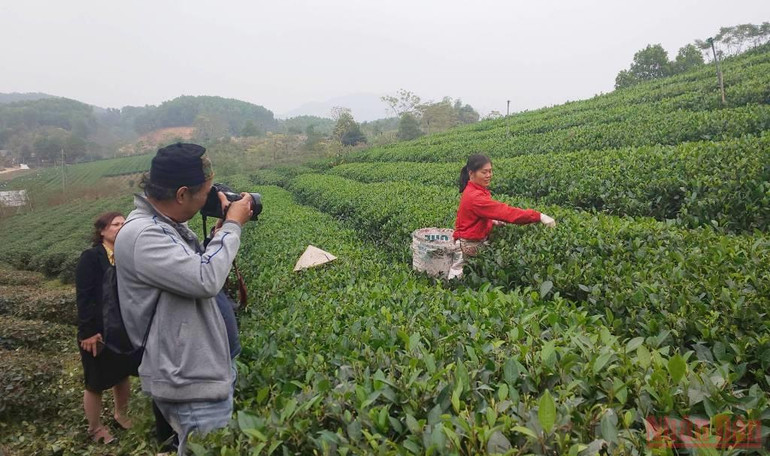Bài 3: Hồi sinh một vùng chè huyền thoại -0