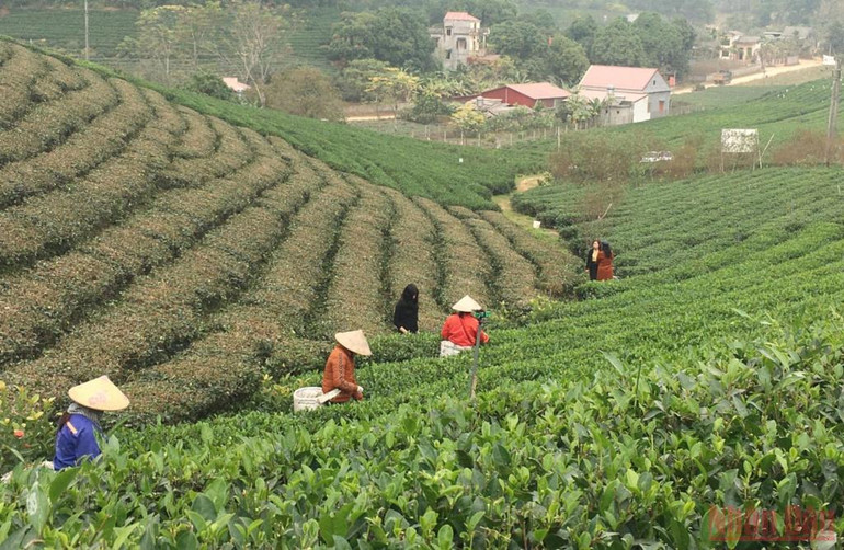 Bài 3: Hồi sinh một vùng chè huyền thoại -0