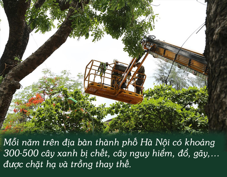 Cây xanh Hà Nội -0