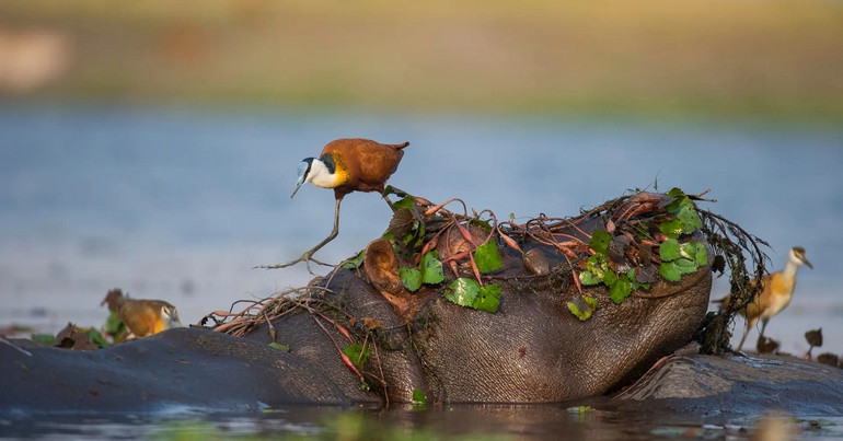 Những bức ảnh ấn tượng về động vật hoang dã trong tuần -0