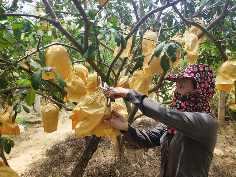 Hơn 2.700 ha diện tích trồng bưởi Phúc Trạch (Hương Khê) đang vào mùa thu hoạch. Nỗ lực mở lối tiêu thụ bưởi Phúc Trạch -0