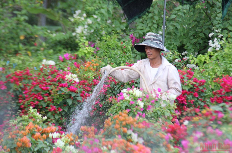 Làng hoa, cây cảnh Bến Tre tất bật sản xuất phục vụ thị trường Tết -0