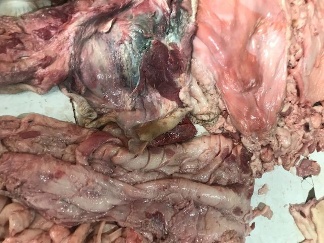 Tiêu hủy gần 1,5 tấn thịt lợn bốc mùi hôi thối -0