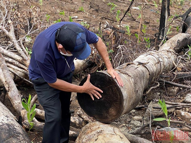 Cần điều tra vụ phá rừng phòng hộ quy mô lớn ở Phú Yên -0