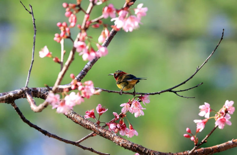 “Săn” vũ điệu xuân -0
