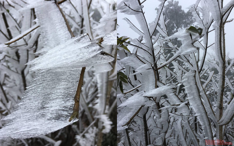 Cận cảnh băng tuyết phủ trắng rừng già Y Tý ảnh 14 Cận cảnh băng tuyết phủ trắng rừng già Y Tý -0