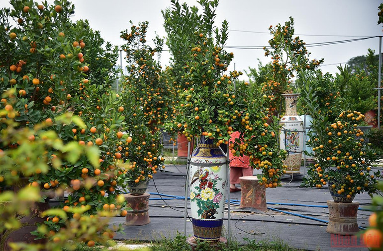 Độc đáo những mẫu quất cảnh “trình làng” trong dịp Tết Nhâm Dần 2022 -0