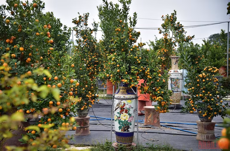 Độc đáo những mẫu quất cảnh “trình làng” trong dịp Tết Nhâm Dần 2022 -0