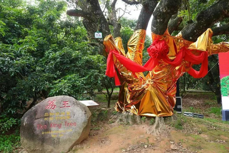 Vải thiều Trung Quốc vào vụ, giá cao gấp 2-4 lần năm ngoái -0