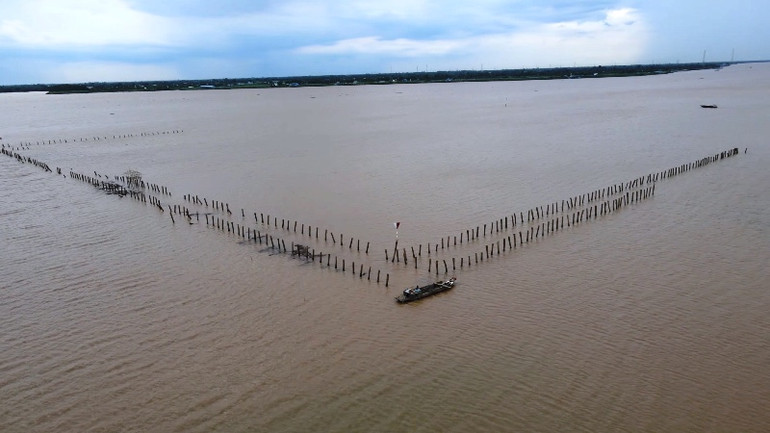 Bó tay với bãi cọc ngầm giữa dòng Cổ Chiên -0