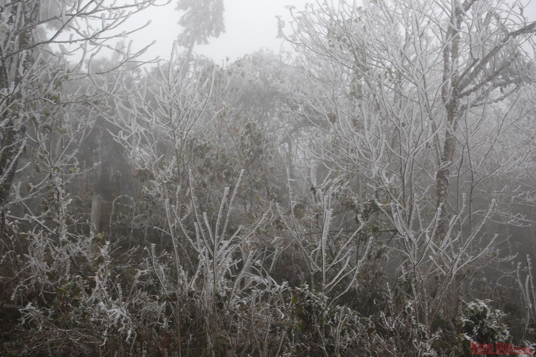 Cận cảnh băng tuyết phủ trắng rừng già Y Tý ảnh 9 2_bang_phu_tran_y_ty-1610336863641.jpg