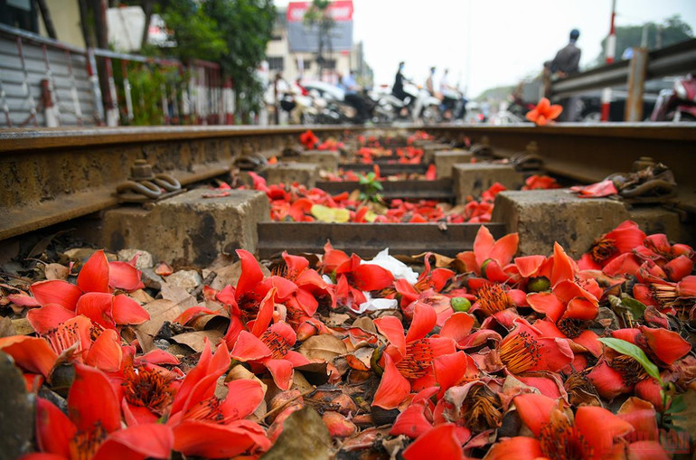 Hà Nội rực rỡ mùa hoa tháng 3 -0