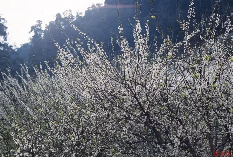 Ngất ngây mùa hoa mận trắng ở Mu Náu, Mộc Châu -2