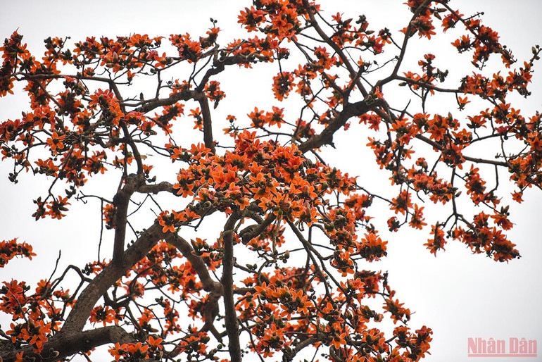 Hà Nội rực rỡ mùa hoa tháng 3 -0