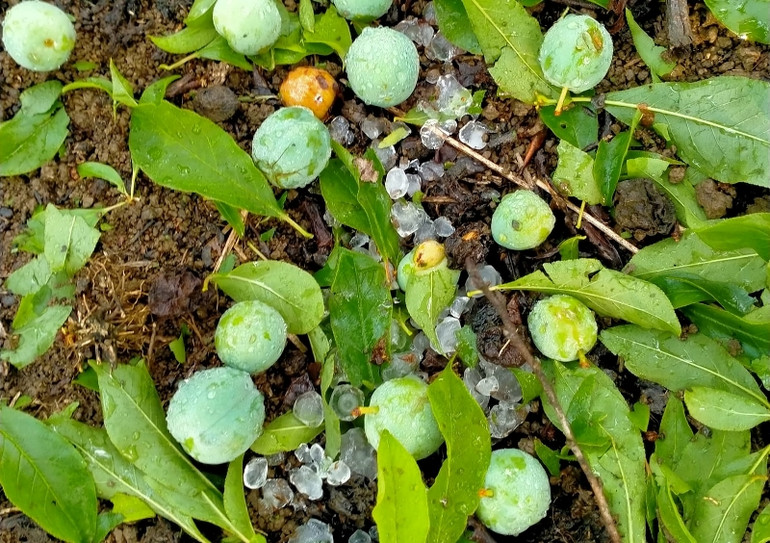 Mưa đá gây thiệt hại nhiều diện tích mận hậu ở Sơn La -0