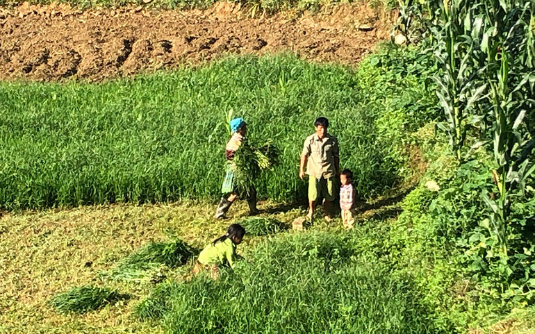 Những thung lũng ngập nắng ở Bắc Hà ảnh 9