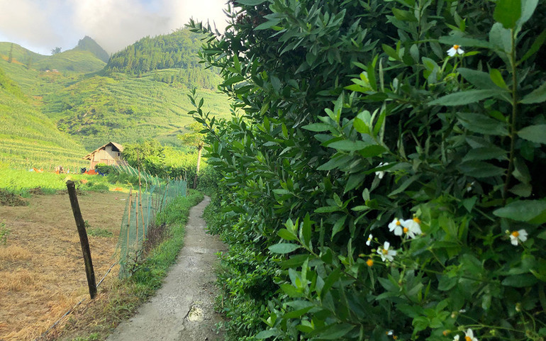 Những thung lũng ngập nắng ở Bắc Hà ảnh 2