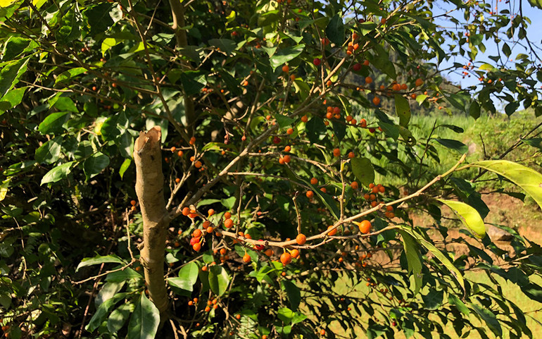 Những thung lũng ngập nắng ở Bắc Hà ảnh 6