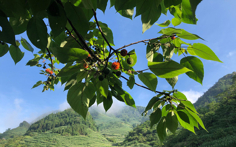 Những thung lũng ngập nắng ở Bắc Hà ảnh 5