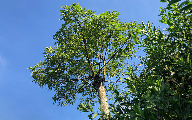 Những thung lũng ngập nắng ở Bắc Hà ảnh 4