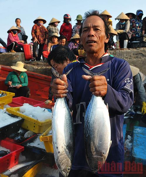 Những mẻ cá tươi được ngư dân đánh bắt trên biển. Điểm tựa vững chắc cho ngư dân vươn khơi bám biển -6