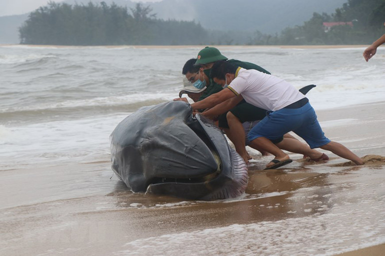 Cận cảnh giải cứu cá voi 3 tấn bị mắc cạn tại Thừa Thiên - Huế -0