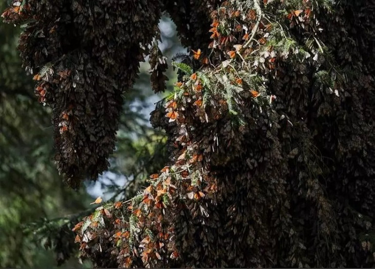 Bướm Monarch nghỉ ngơi trên cây sau khi di cư đến khu bảo tồn El Rosario của Mexico. (Ảnh: Reuters) 10 bức ảnh ấn tượng về môi trường năm 2021 -0