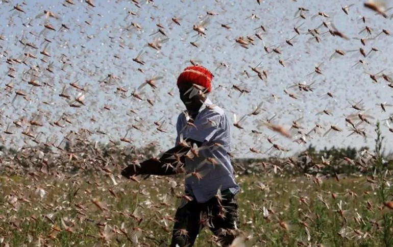 Một người đàn ông cố gắng đuổi châu chấu sa mạc khỏi một trang trại gần Rumuruti, Kenya hồi tháng 2. (Ảnh: Reuters) 10 bức ảnh ấn tượng về môi trường năm 2021 -0