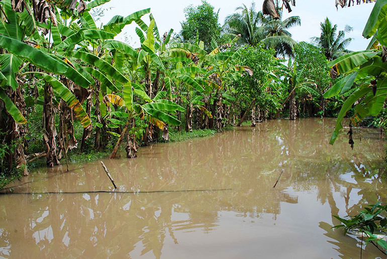 Mưa âm ỉ, Cà Mau bì bõm trong nước -0