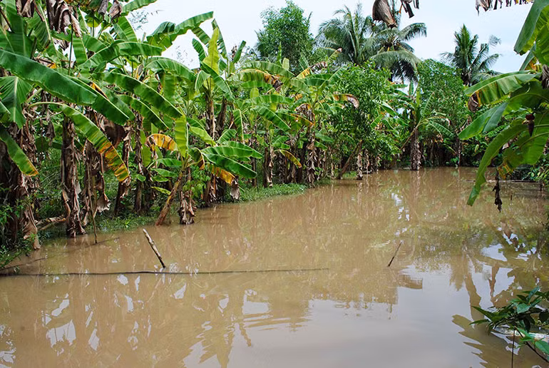 Mưa âm ỉ, Cà Mau bì bõm trong nước -0