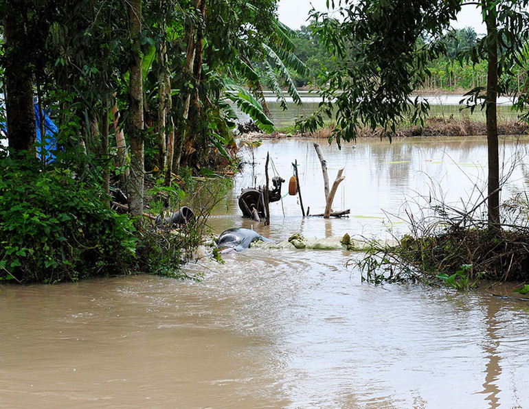 Mưa âm ỉ, Cà Mau bì bõm trong nước -0