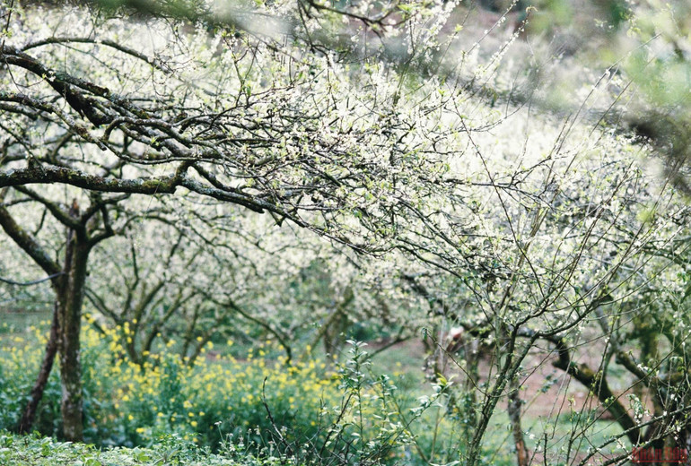 Ngất ngây mùa hoa mận trắng ở Mu Náu, Mộc Châu -1