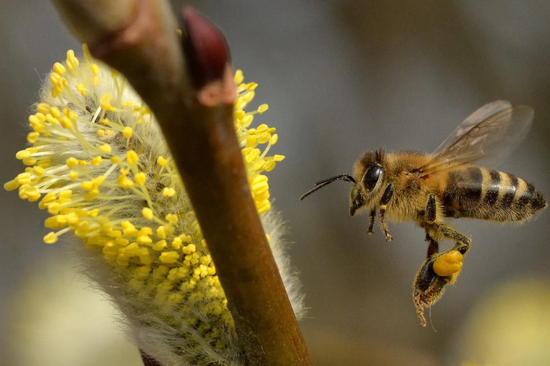 Những bức ảnh ấn tượng về động vật hoang dã -0