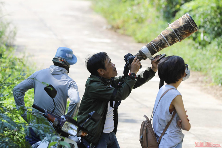 “Để chụp được loài voọc cũng như loài hoa lim xẹt thì cần phải có thời gian, may mắn và những thiết bị máy ảnh chuyên nghiệp mới có thể chớp được những bức hình đẹp về voọc bên cạnh loài hoa này vì thường chúng trú ngụ ở những cành rất cao vài chục mét”, anh Hải Sơn - người thường xuyên chụp ảnh ở Sơn Trà, chia sẻ. 8_hoa_lim_xet-1619427951371.jpeg