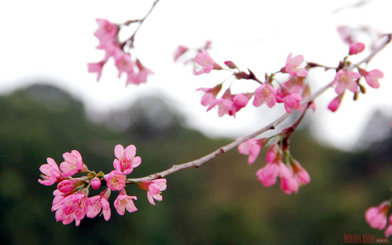 Sắc hồng giữa cao nguyên Lang Biang -1