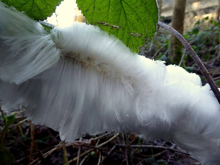 Xuất hiện “băng tóc” bám trên cây trong rừng ở Ireland -0