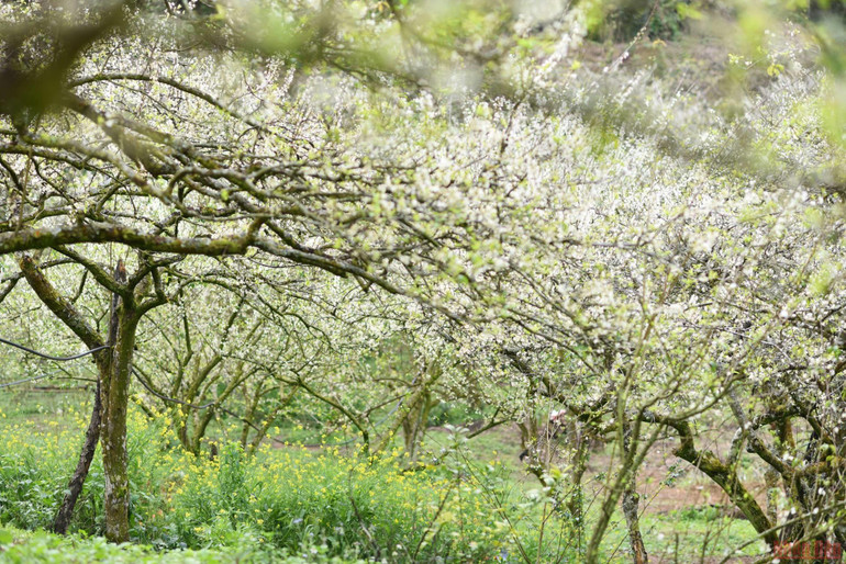 Ngất ngây mùa hoa mận trắng ở Mu Náu, Mộc Châu -0