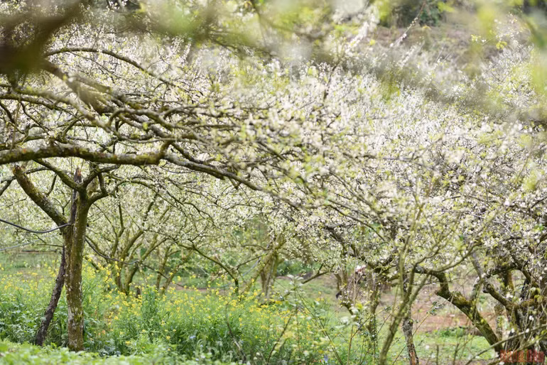 Ngất ngây mùa hoa mận trắng ở Mu Náu, Mộc Châu -0
