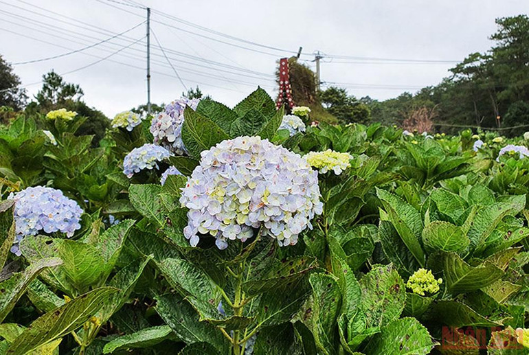 Hoa cẩm tú cầu nở rộ tại vòng xoay cửa ngõ vào thị trấn Măng Đen. Rực rỡ mùa hoa Anh Đào Kon Plông -0