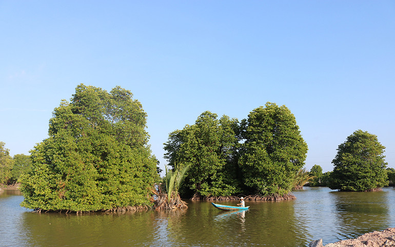 Phục hồi hệ sinh thái rừng ngập nước -0