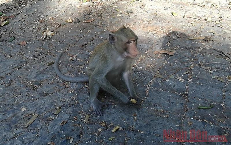Sau 3 ngày giãn cách, khỉ, sóc tung tăng trên đường phố Vũng Tàu -1