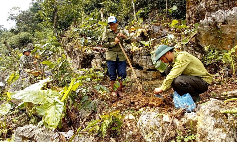 Trồng gần 6.000 cây làm thức ăn cho vượn đen má trắng ở Vân Hồ, Sơn La -0