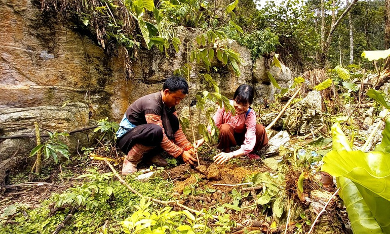 Trồng gần 6.000 cây làm thức ăn cho vượn đen má trắng ở Vân Hồ, Sơn La -0