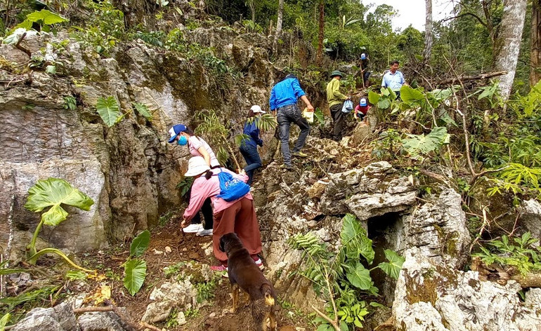 Trồng gần 6.000 cây làm thức ăn cho vượn đen má trắng ở Vân Hồ, Sơn La -0